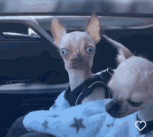 Funny Memes Pet Lover GIF - Funny Memes Pet Lover Puppy Dog Eyes - Discover  & Share GIFs